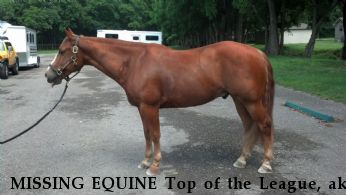 MISSING EQUINE Top of the League, aka Stan, NC Near Brentwood, TN, 00000